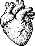 Heart