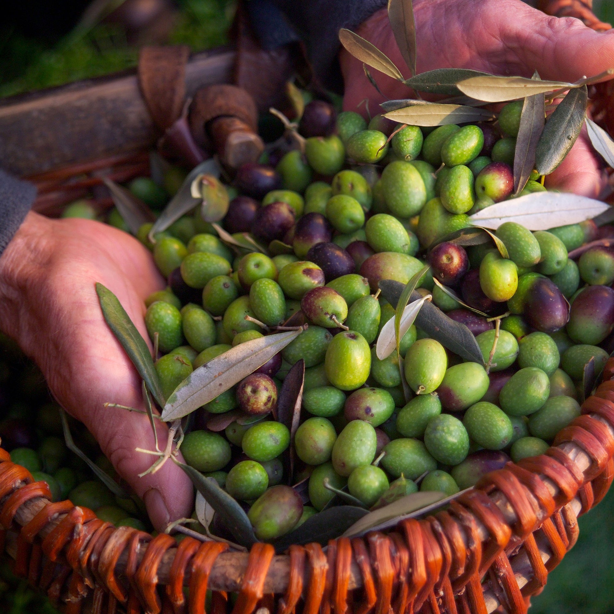 Wicker basket filled with green olives held by a person on a grassy background